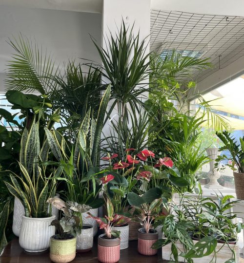 plants (2)