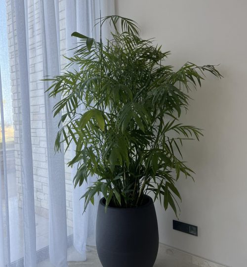 pot