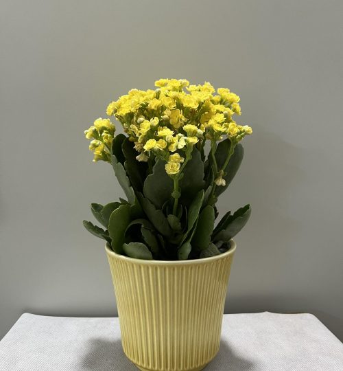 pot5