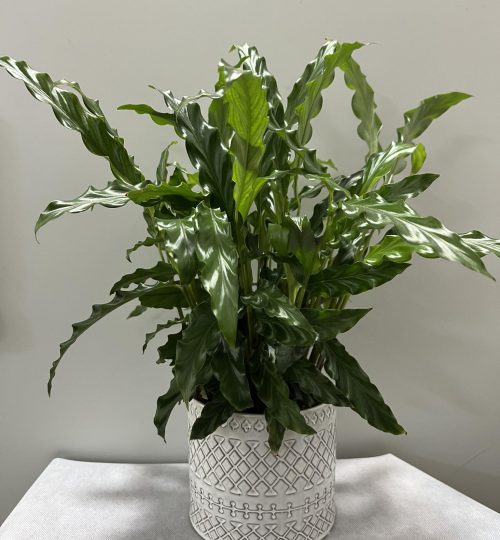 pot8